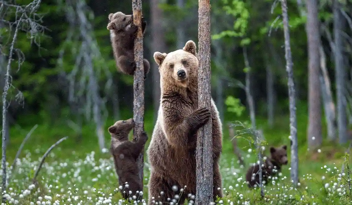 Securing Wildlife